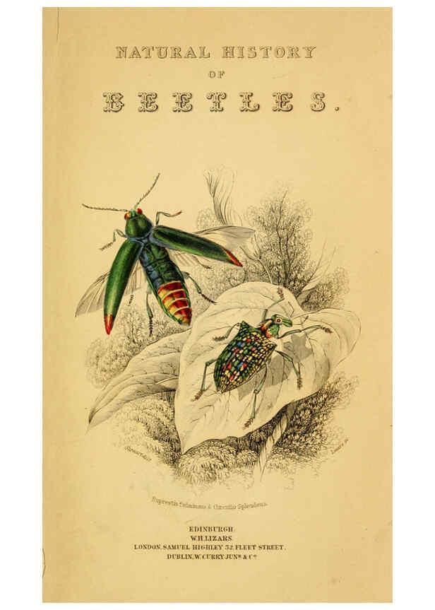Reproducción/Reproduction 6008553780: The natural history of beetles Edinburgh :Henry G. Bohn,1852