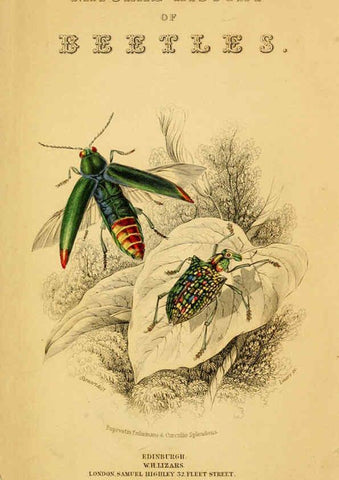 Reproducción/Reproduction 6008553780: The natural history of beetles Edinburgh :Henry G. Bohn,1852