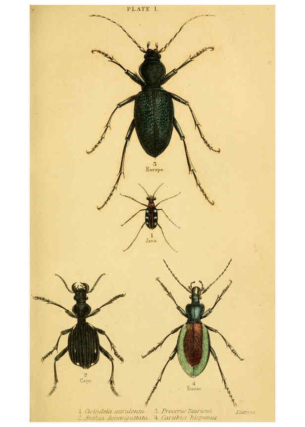 Reproducción/Reproduction 6008006723: The natural history of beetles Edinburgh :Henry G. Bohn,1852