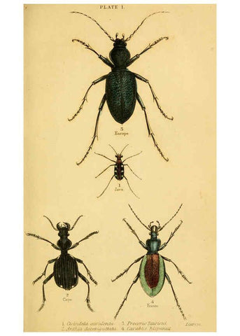 Reproducción/Reproduction 6008006723: The natural history of beetles Edinburgh :Henry G. Bohn,1852