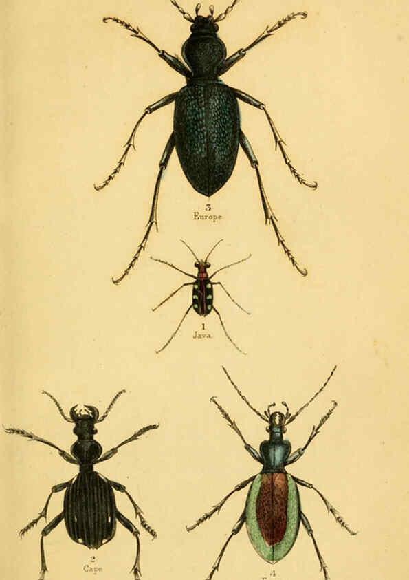 Reproducción/Reproduction 6008006723: The natural history of beetles Edinburgh :Henry G. Bohn,1852