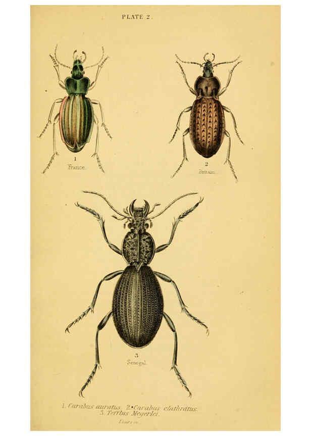 Reproducción/Reproduction 6008006931: The natural history of beetles Edinburgh :Henry G. Bohn,1852