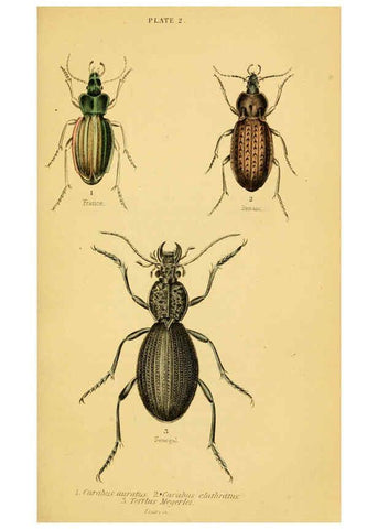 Reproducción/Reproduction 6008006931: The natural history of beetles Edinburgh :Henry G. Bohn,1852