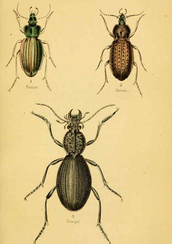 Reproducción/Reproduction 6008006931: The natural history of beetles Edinburgh :Henry G. Bohn,1852