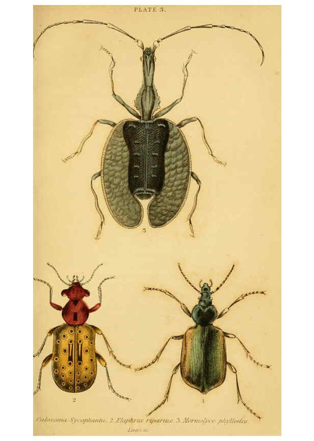 Reproducción/Reproduction 6008554326: The natural history of beetles Edinburgh :Henry G. Bohn,1852