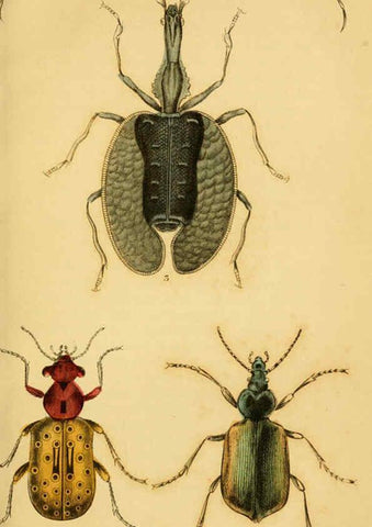 Reproducción/Reproduction 6008554326: The natural history of beetles Edinburgh :Henry G. Bohn,1852