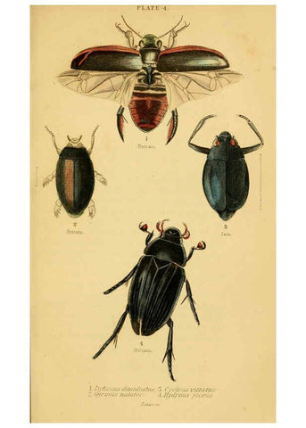 Reproducción/Reproduction 6008554556: The natural history of beetles Edinburgh :Henry G. Bohn,1852