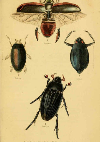 Reproducción/Reproduction 6008554556: The natural history of beetles Edinburgh :Henry G. Bohn,1852