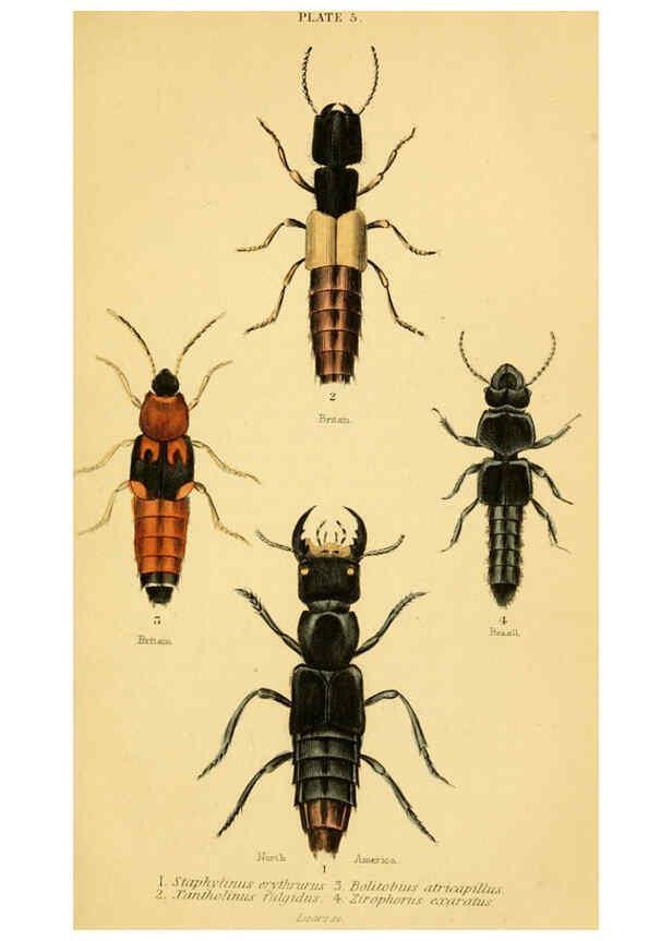 Reproducción/Reproduction 6008554706: The natural history of beetles Edinburgh :Henry G. Bohn,1852