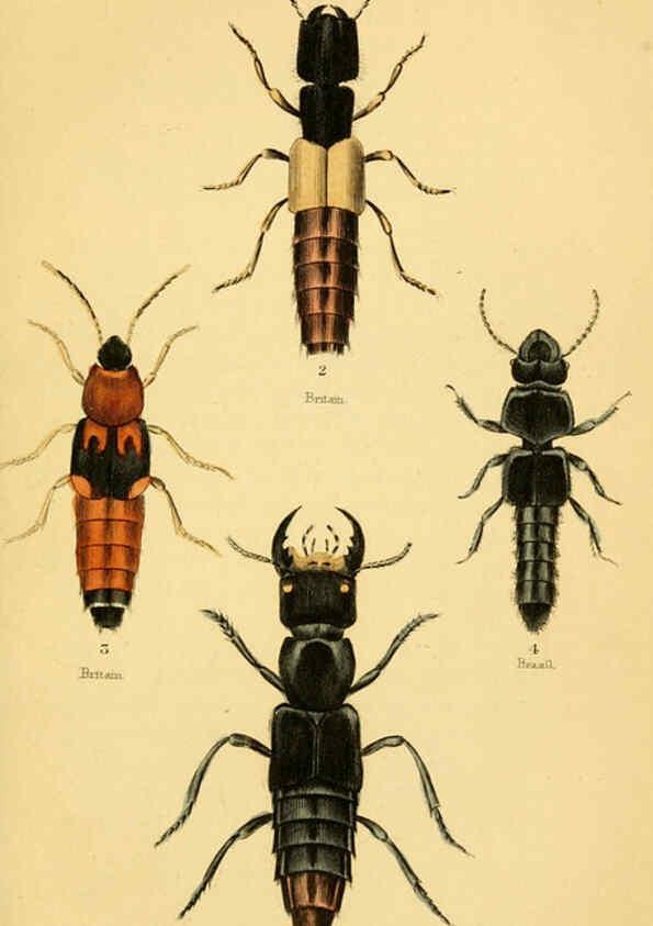 Reproducción/Reproduction 6008554706: The natural history of beetles Edinburgh :Henry G. Bohn,1852
