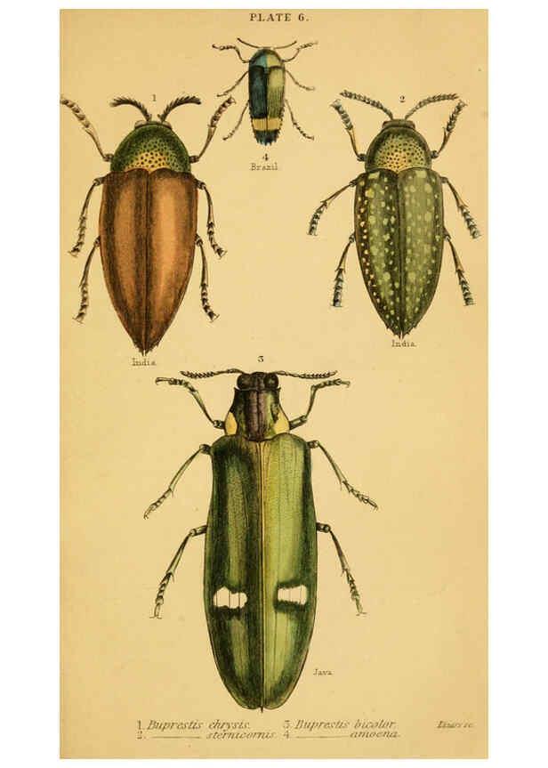 Reproducción/Reproduction 6008554866: The natural history of beetles Edinburgh :Henry G. Bohn,1852