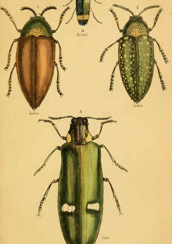 Reproducción/Reproduction 6008554866: The natural history of beetles Edinburgh :Henry G. Bohn,1852