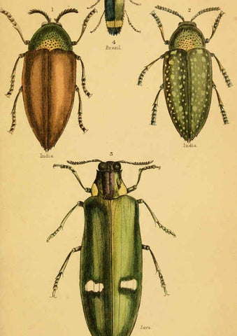 Reproducción/Reproduction 6008554866: The natural history of beetles Edinburgh :Henry G. Bohn,1852