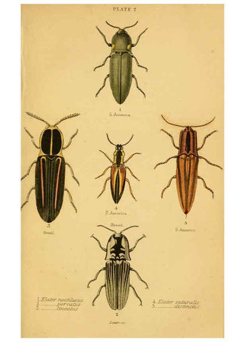 Reproducción/Reproduction 6008555030: The natural history of beetles Edinburgh :Henry G. Bohn,1852