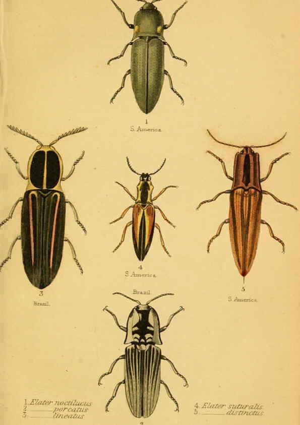 Reproducción/Reproduction 6008555030: The natural history of beetles Edinburgh :Henry G. Bohn,1852