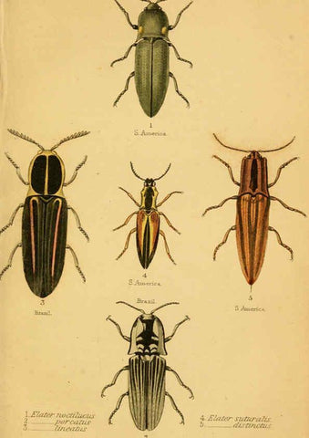 Reproducción/Reproduction 6008555030: The natural history of beetles Edinburgh :Henry G. Bohn,1852