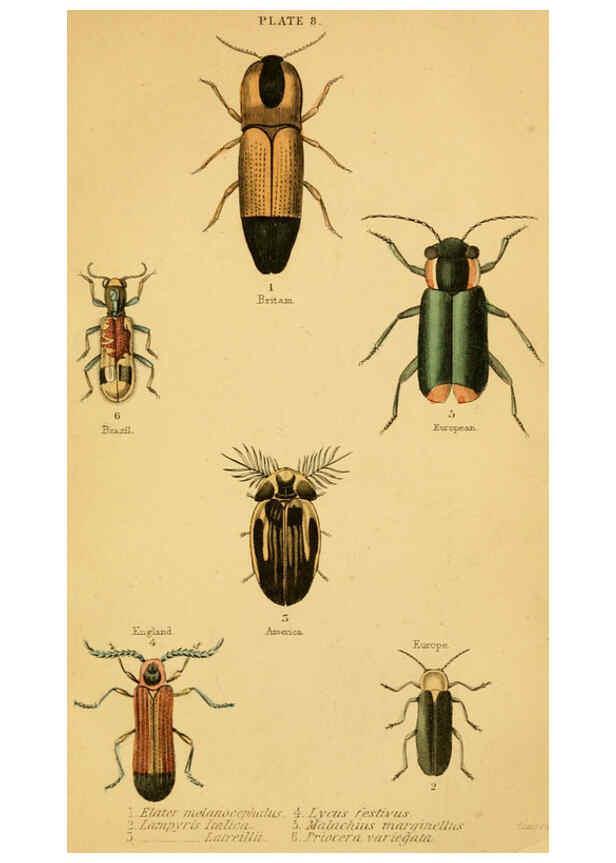 Reproducción/Reproduction 6008007869: The natural history of beetles Edinburgh :Henry G. Bohn,1852