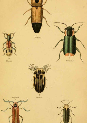 Reproducción/Reproduction 6008007869: The natural history of beetles Edinburgh :Henry G. Bohn,1852