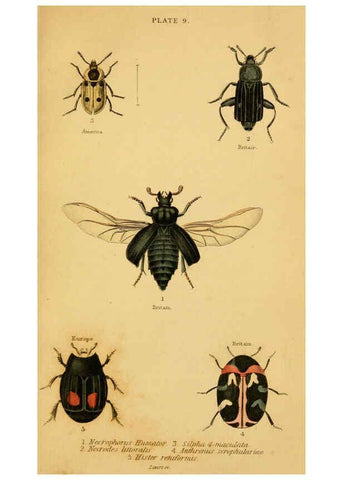 Reproducción/Reproduction 6008008023: The natural history of beetles Edinburgh :Henry G. Bohn,1852