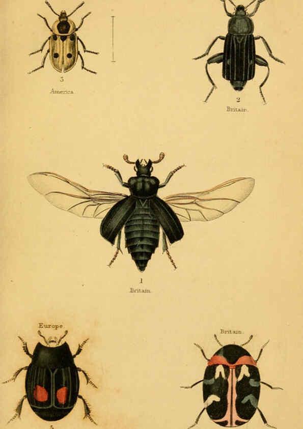 Reproducción/Reproduction 6008008023: The natural history of beetles Edinburgh :Henry G. Bohn,1852
