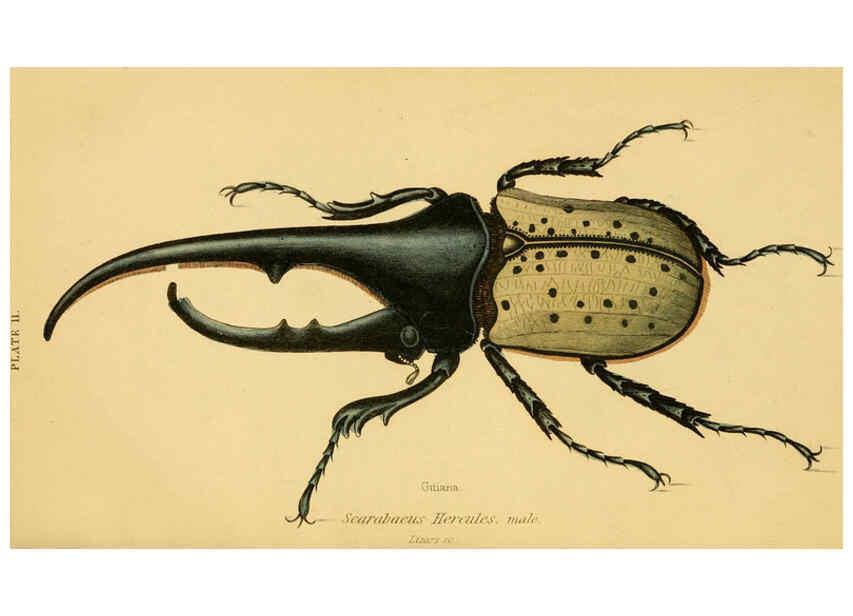 Reproducción/Reproduction 6008555660: The natural history of beetles Edinburgh :Henry G. Bohn,1852