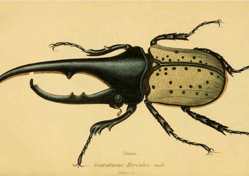 Reproducción/Reproduction 6008555660: The natural history of beetles Edinburgh :Henry G. Bohn,1852