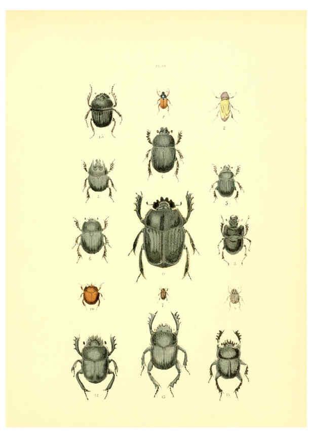 Reproducción/Reproduction 6008704732: Musée entomologique illustré t.1 Paris :Rothschild,1876-1878