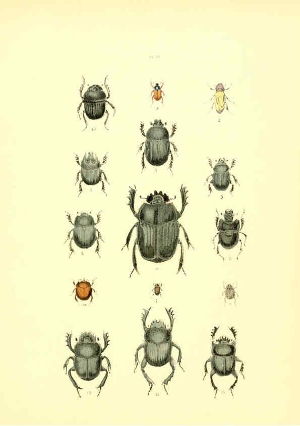 Reproducción/Reproduction 6008704732: Musée entomologique illustré t.1 Paris :Rothschild,1876-1878