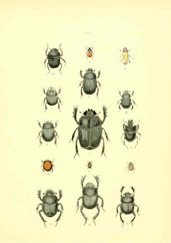 Reproducción/Reproduction 6008704732: Musée entomologique illustré t.1 Paris :Rothschild,1876-1878