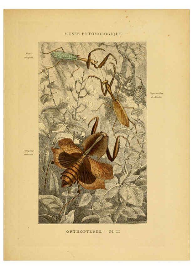 Reproducción/Reproduction 6008126873: Les insectes Paris,J. Rothschild,1878