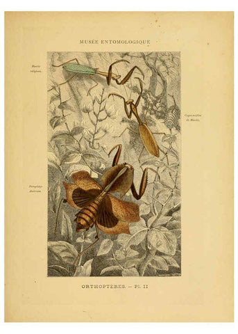 Reproducción/Reproduction 6008126873: Les insectes Paris,J. Rothschild,1878