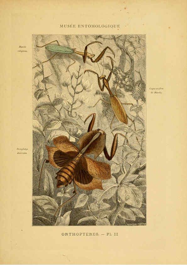 Reproducción/Reproduction 6008126873: Les insectes Paris,J. Rothschild,1878