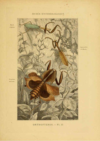 Reproducción/Reproduction 6008126873: Les insectes Paris,J. Rothschild,1878