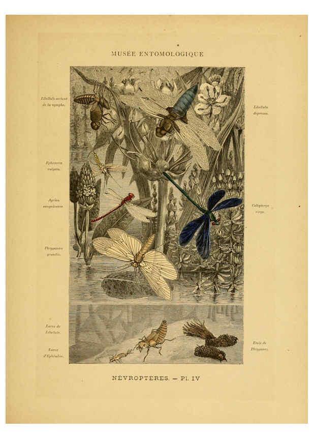 Reproducción/Reproduction 6008674844: Les insectes Paris,J. Rothschild,1878