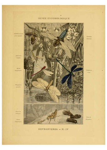 Reproducción/Reproduction 6008674844: Les insectes Paris,J. Rothschild,1878