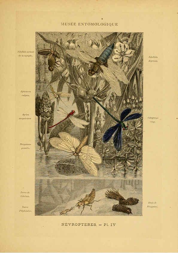 Reproducción/Reproduction 6008674844: Les insectes Paris,J. Rothschild,1878