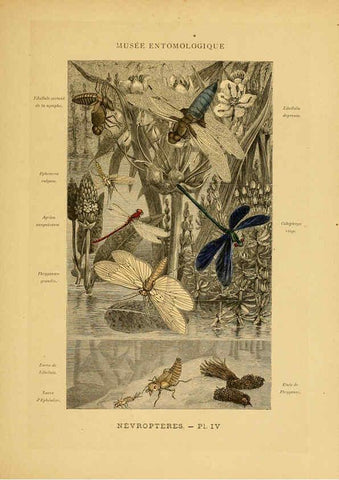 Reproducción/Reproduction 6008674844: Les insectes Paris,J. Rothschild,1878