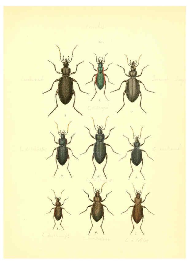 Reproducción/Reproduction 6008153935: Musée entomologique illustré t.1 Paris :Rothschild,1876-1878