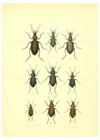 Reproducción/Reproduction 6008153935: Musée entomologique illustré t.1 Paris :Rothschild,1876-1878