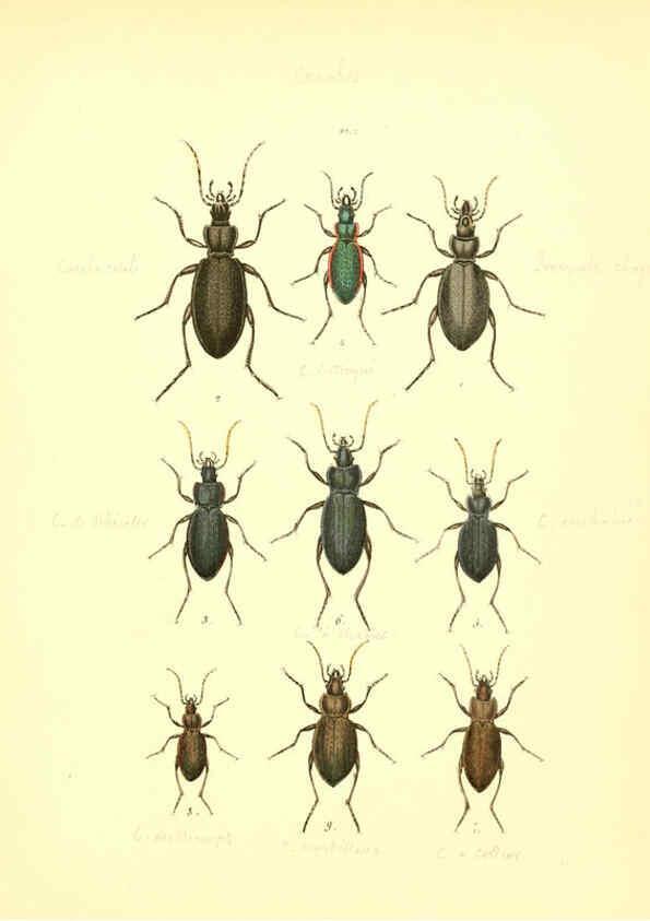 Reproducción/Reproduction 6008153935: Musée entomologique illustré t.1 Paris :Rothschild,1876-1878