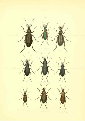 Reproducción/Reproduction 6008153935: Musée entomologique illustré t.1 Paris :Rothschild,1876-1878