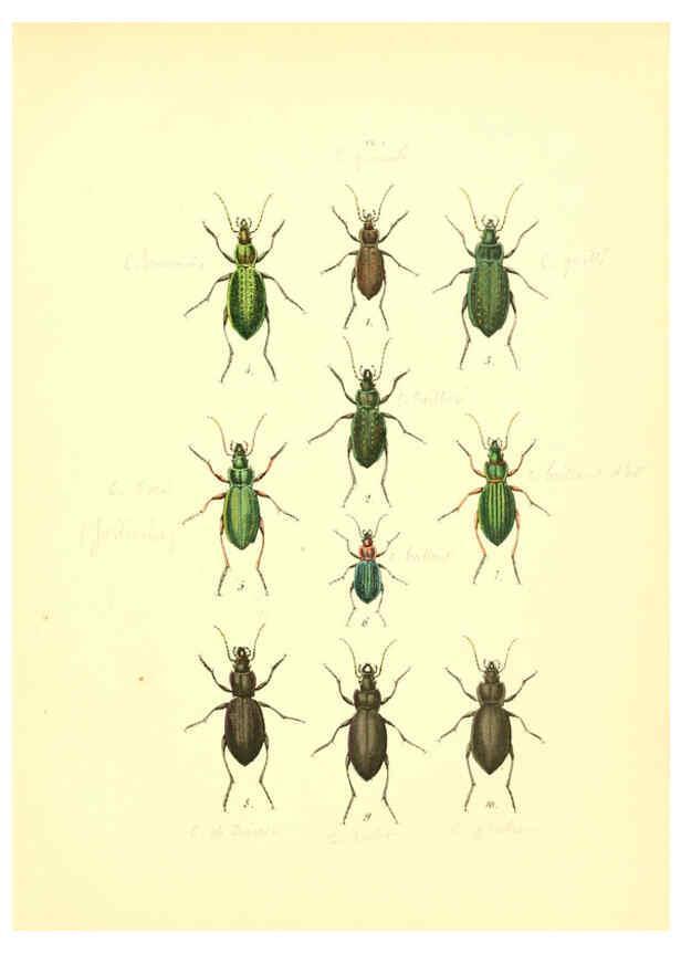 Reproducción/Reproduction 6008154079: Musée entomologique illustré t.1 Paris :Rothschild,1876-1878