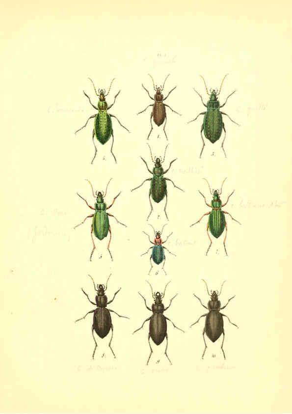 Reproducción/Reproduction 6008154079: Musée entomologique illustré t.1 Paris :Rothschild,1876-1878