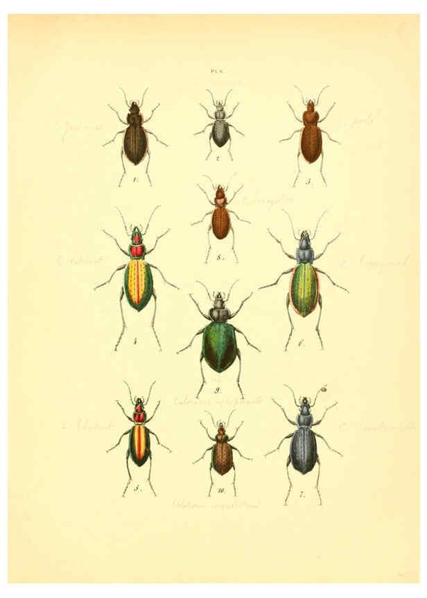 Reproducción/Reproduction 6008154247: Musée entomologique illustré t.1 Paris :Rothschild,1876-1878