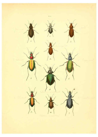 Reproducción/Reproduction 6008154247: Musée entomologique illustré t.1 Paris :Rothschild,1876-1878