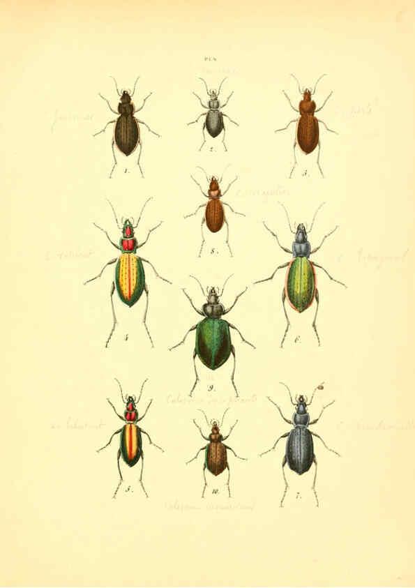 Reproducción/Reproduction 6008154247: Musée entomologique illustré t.1 Paris :Rothschild,1876-1878