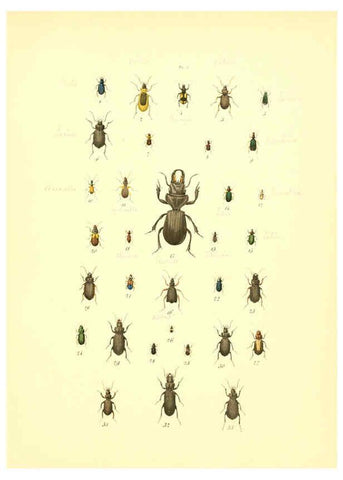 Reproducción/Reproduction 6008701668: Musée entomologique illustré t.1 Paris :Rothschild,1876-1878