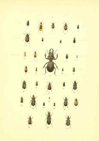 Reproducción/Reproduction 6008701668: Musée entomologique illustré t.1 Paris :Rothschild,1876-1878