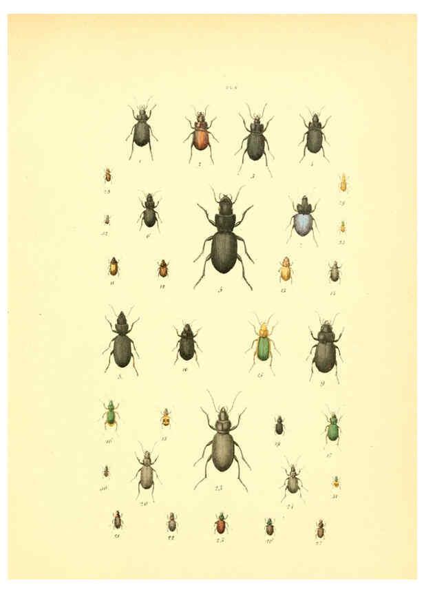 Reproducción/Reproduction 6008154773: Musée entomologique illustré t.1 Paris :Rothschild,1876-1878