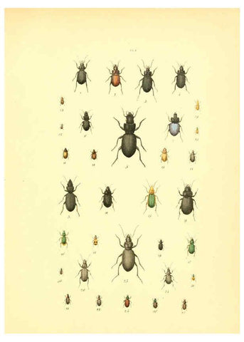 Reproducción/Reproduction 6008154773: Musée entomologique illustré t.1 Paris :Rothschild,1876-1878